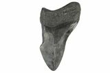 Partial, Fossil Megalodon Tooth - South Carolina #168930-1